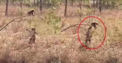 Video: Gấu Koala con ham chơi bất chấp sự thúc giục đi về của gấu mẹ