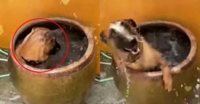 Video: Chú chó thích thú ngụp lặn trong lu nước