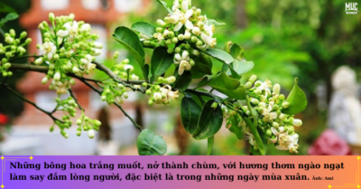Mùa hoa bưởi – khi cánh hoa kể chuyện tình yêu