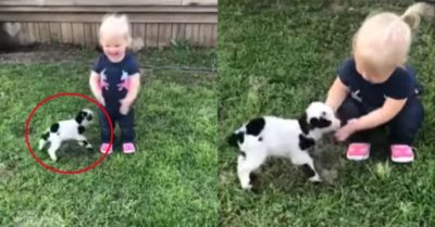 Video: Bé gái nô đùa vui vẻ bên chú dê con