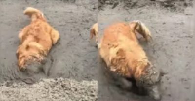 Video: Những chú chó có đam mê bất tận với bùn khiến sen bất lực