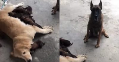 Video: Chó mẹ bất lực khi đàn con bám theo nhận Gâu đần làm mẹ