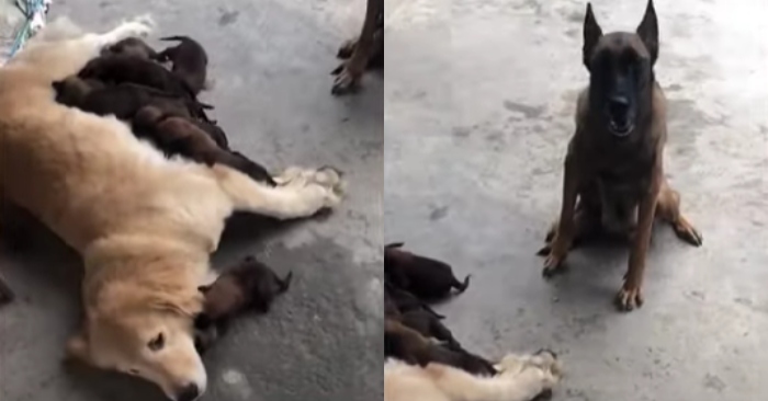 Video: Chó mẹ bất lực khi đàn con bám theo nhận Gâu đần làm mẹ