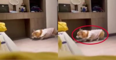 Video: Chú chó Corgi rón rén lên giường ngủ chung với chủ