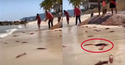 Video: Người dân đua nhau nhặt những con mực thả về biển