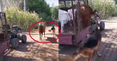 Video: Hai chú chó Becgie giúp chủ lùa dê vào chuồng