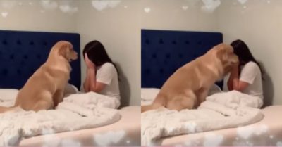 Video: Chó cưng vỗ về an ủi khi thấy cô chủ ngồi ôm mặt khóc