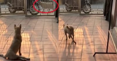 Video: Chú chó đang lết bỗng bật dậy khi thấy ‘crush’ đi ngang qua