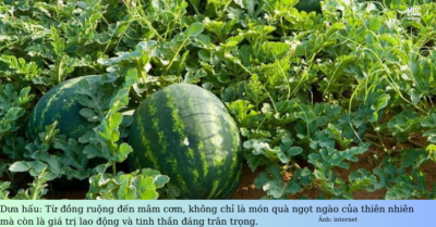 Dưa hấu ngọt nhờ công người trồng, tâm người bán