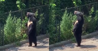 Video: Gấu đen đi bằng 2 chân lơn tơn ngắm cảnh khiến ai nấy “tròn mắt”