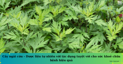 Tác dụng của ngải cứu qua lời dạy quý giá từ cổ nhân