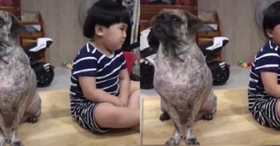 Video: Chú cún hờn dỗi ra mặt mặc cho cậu chủ vuốt ve xin lỗi