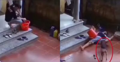 Video: Chó cưng chạy đi tìm người giúp khi thấy chủ say thuốc lào