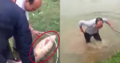 Video: Cần thủ ngã lộn xuống ao khi vật lộn với cá khủng