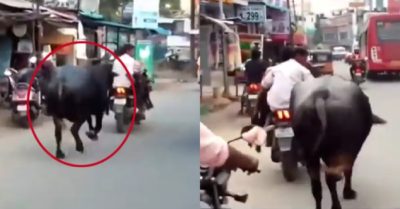 Video: Trâu mẹ bất chấp nguy hiểm đuổi theo đoạn đường dài đòi con