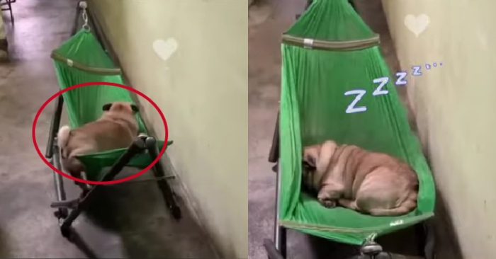 Video: Chú chó mập ú trèo lên võng ngủ ngon lành