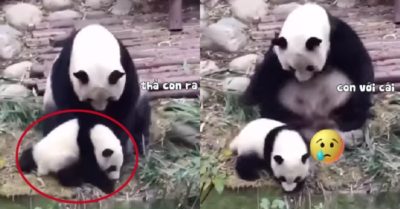 Video: Bật cười với hành động của gấu mẹ khi phát hiện ra gấu trúc con ham chơi