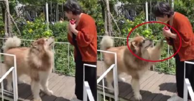 Video: Chó cưng năn nỉ cô chủ cho ăn xúc xích