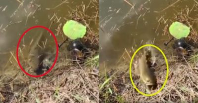 Video: Cá lóc lao lên bờ tóm gọn con mồi