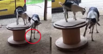 Video: Dê mẹ dùng chân xoay bàn xoay cho dê con thỏa thích chơi đùa