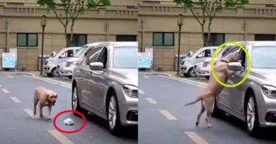 Video: Chú chó nhặt rác và “lịch sự” trả lại cho người vứt rác