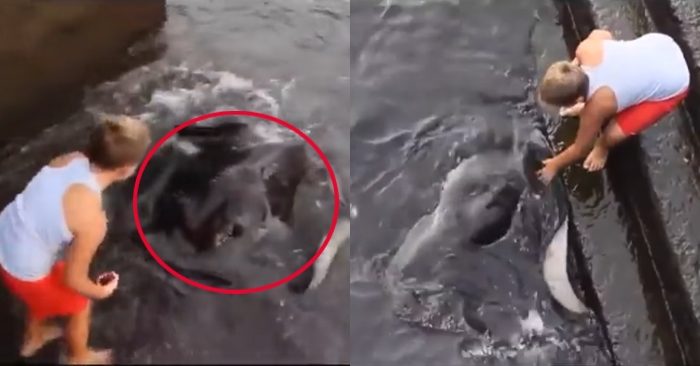 Video: Cá đuối khổng lồ chơi đùa thân thiện cùng bé trai