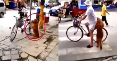 Video: Chú chó kiên nhẫn ngồi giữ xe cho chủ trên vỉa hè
