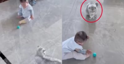 Video: Tan chảy với chú mèo trông em bé siêu cưng