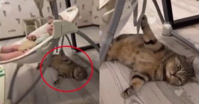 Video: Mèo cưng lười biếng khi giúp chủ đưa võng cho em bé