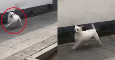 Video: Chú chó nhảy chân sáo trên đường đi gặp bạn