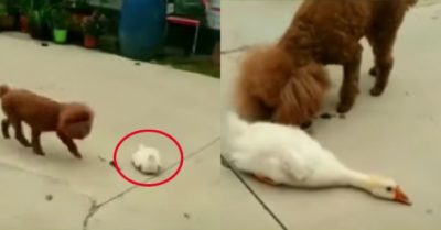 Video: Chú vịt ‘án binh bất động’ trước sự truy bắt của chú cún