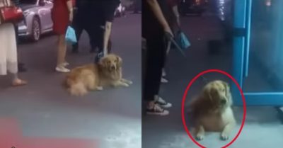 Video: Chú chó ăn vạ chủ nhân khi đi qua hàng thịt nướng