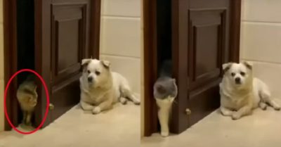 Video: Mèo không dám đi qua cửa khi thấy chó nằm canh