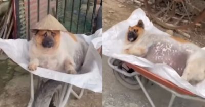 Video: Chú chó béo phì, mập quá đi không nổi phải đẩy bằng xe rùa