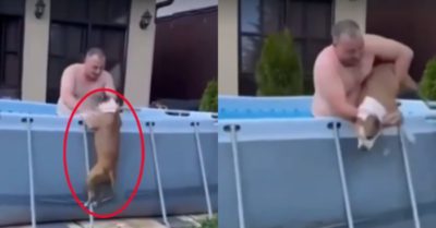 Video: Cún nhất quyết nhảy vào bể bơi mặc khổ chủ loay hoay ngăn cản