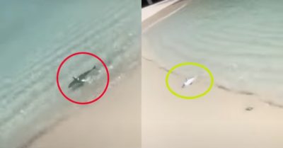 Video: Con cá nghịch ngợm lao lên bờ… tắm nắng