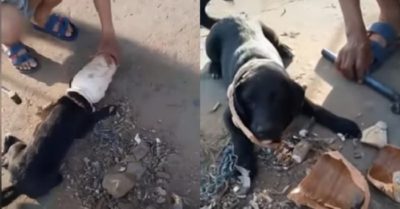 Video: Cún cưng kẹt đầu vào lọ hoa