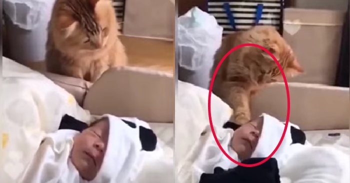 Video: Mèo cưng nhẹ nhàng chạm tay vào em bé