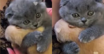 Video: Chú mèo thân thiện khi được làm quen với cún