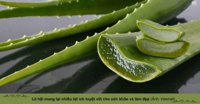 Lô hội (nha đam): Dược thảo đa năng cho sức khỏe và làm đẹp