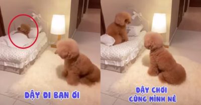 Video: Chú cún lăng xăng gọi bạn dậy chơi cùng