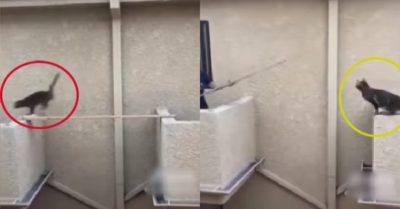 Video: Chú mèo bật nhảy qua ban công khiến sen ngỡ ngàng