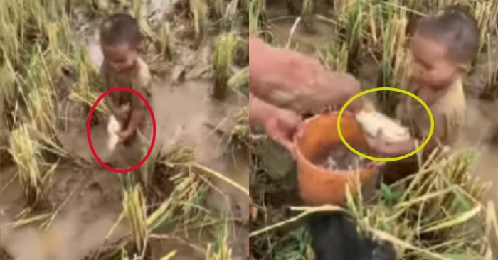 Video: Bé con trải nghiệm bắt cá giữa đồng