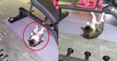 Video: Mèo mập chăm chỉ tập thể dục giảm cân