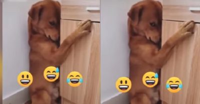 Video: Chú chó lấm lét nhìn trộm khi bị sen mắng
