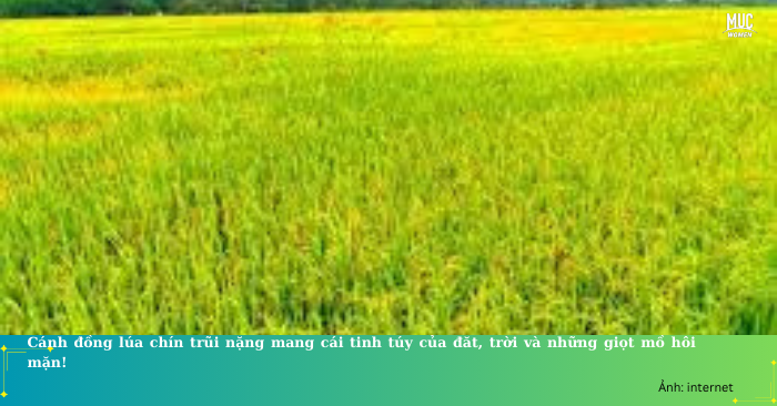 Nghề nông – Chuyện kể cô “ Yếm Thắm”