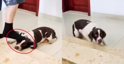 Video: Chú chó mách bà chủ việc bị ông chủ dùng chân xoa đầu