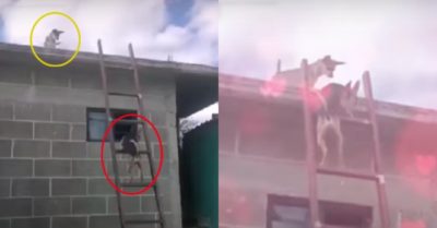 Video: Chú chó leo cầu thang để lên mái nhà gặp bạn