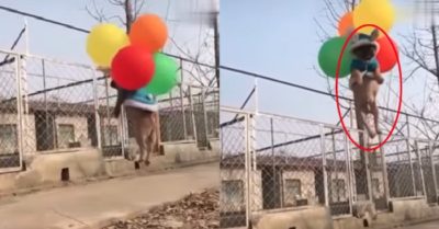 Video: Chó cưng ngơ ngác vì bị bóng bay kéo lên trời