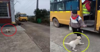 Video: Chú cún hớn hở chạy ra đón cậu chủ nhỏ